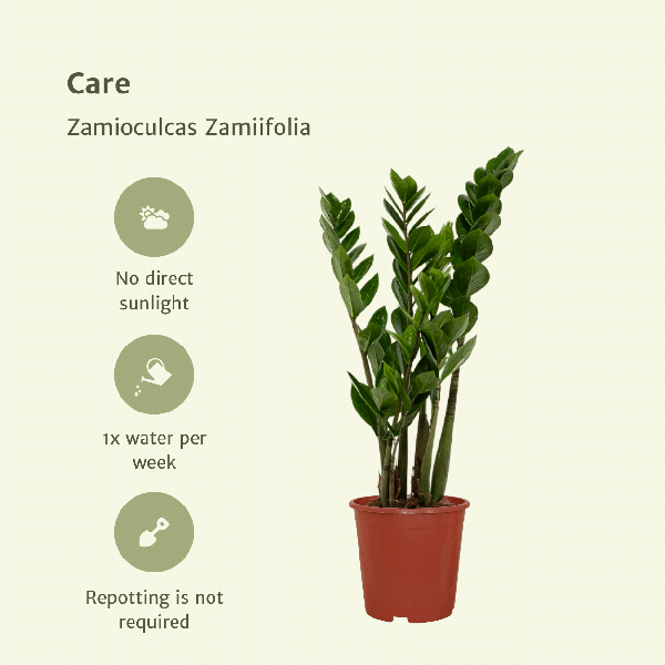 Image of Glücksfeder – Zamioculcas zamiifolia – Smaragdpalme – 2 Pflanzen – Ø14cm – Höhe ca. 50cm – Pflegeleichte Zimmerpflanzen für Büro & Zuhause-4