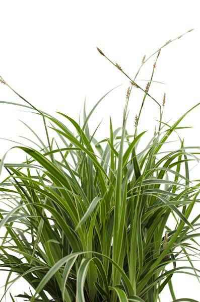 Image of Japan – Segge – Carex morrowii 'Icedance' – Immergrünes Ziergras – 3 Pflanzen – Ø14cm – Ca. 30cm hoch – Winterhart & pflegeleicht – Für Garten & Kübel-4