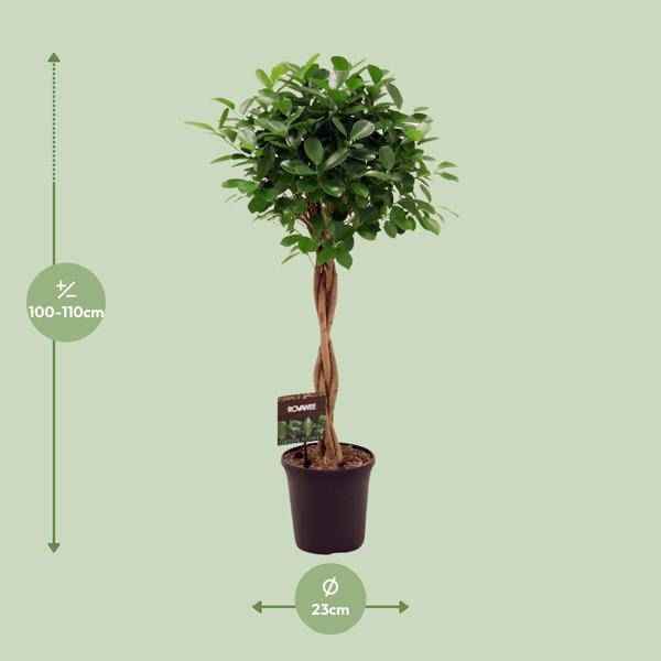 Image of Chinesische Feige – Ficus Microcarpa Moclame – Ø23cm – ↕110cm – Elegante Zimmerpflanze mit dichtem, grünem Laub – Pflegeleichter Ficus für Wohnzimmer, Büro & Wintergarten