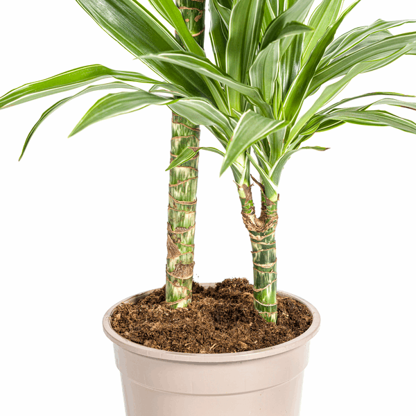 Image of Dracaena Deremensis White Stripe – Drachenbaum – Ø19cm – ↕70-90cm – Elegante Zimmerpflanze mit weißen Blattstreifen – Pflegeleicht & luftreinigend-4
