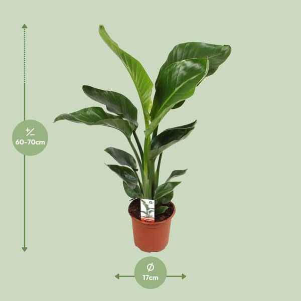 Image of Baum – Strelitzie – Strelitzia Nicolai – Paradiesvogelblume – Ø17cm ↕70cm – tropische Zimmerpflanze mit exotischem Blattschmuck