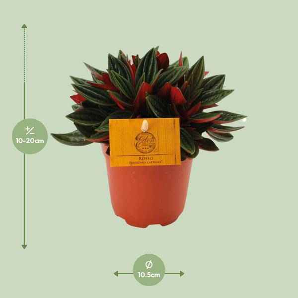 Image of Peperomia caperata 'Rosso' Zimmerpflanze Ø11cm ↕15cm – pflegeleichte Grünpflanze für Wohnzimmer, Büro & helle Standorte kaufen-1