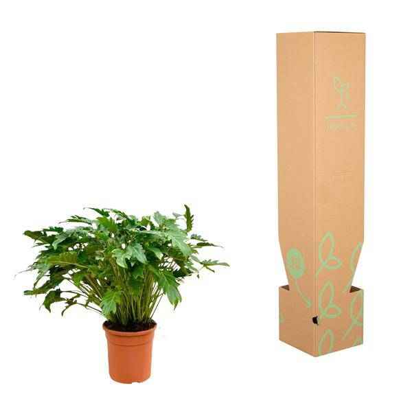 Image of Philodendron Xanadu – Baumfreund – ca. 80cm hoch – Ø27cm – Tropische Zimmerpflanze mit dekorativen Blättern