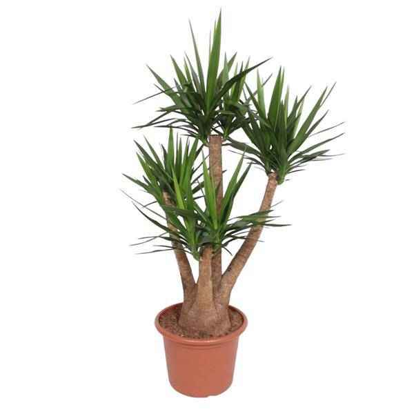 Image of Riesen – Palmlilie – Yucca Elephantipes verzweigt – Zimmerpflanze 170cm – Ø45cm – Pflegeleichte Grünpflanze mit langen, spitzen Blättern-0