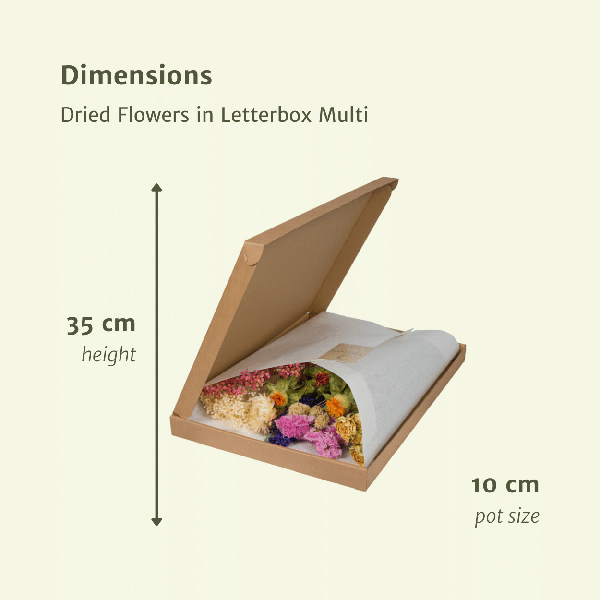 Image of Trockenblumen im Briefkasten – Letterbox Multi – Trockenstrauß in Weiß, Beige & Hellrosa – Elegante Deko – Pflegefrei – Perfekt für Innenräume-1