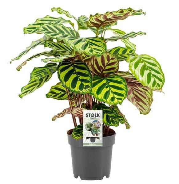Image of Calathea Makoyana – Pfauen – Korbmarante – Zimmerpflanze ↕45cm – Ø14cm – Tropische Pflanze mit auffälligem Blattmuster