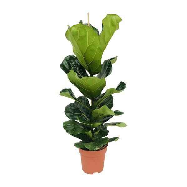 Image of Ficus lyrata – Geigen-Feige – Ø21cm x H100cm – Großblättrige Zimmerpflanze – Luftreinigend & dekorativ – Pflegeleicht – Im Pflanztopf – Direkt aus der Gärtnerei-0