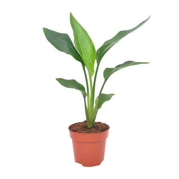 Image of Paradiesvogelblume – Strelitzia reginae – Zimmerpflanze – Ø12cm – ↕40cm – exotische Bird of Paradise Pflanze für Wohnzimmer & Büro-0
