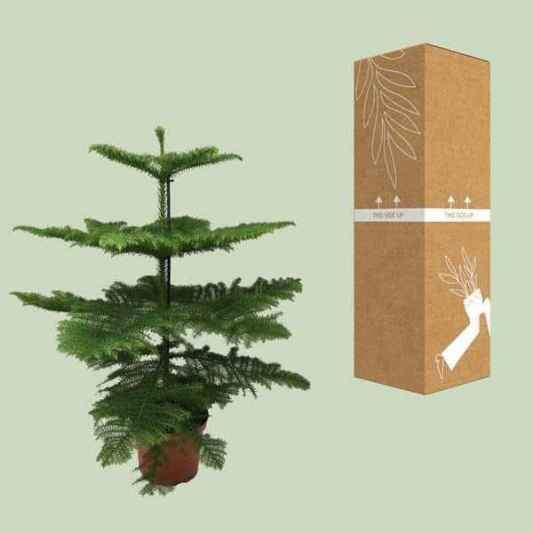 Image of Norfolk-Araukarie (Araucaria Heterophylla) – Zimmerpflanze Ø21cm – 70cm hoch – Luftreinigend, pflegeleicht & dekorativ – Schlankes Design für kleine Räume-2