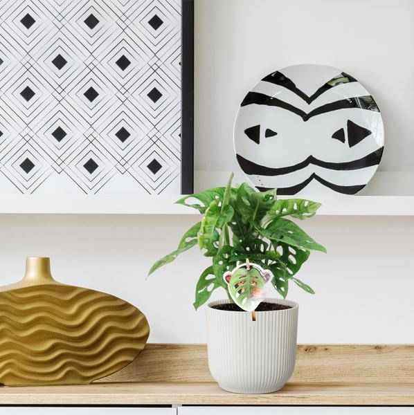 Image of Monstera obliqua Monkey Leaf – Fensterblatt – Kletterpflanze und Zimmerpflanze mit dekorativen Blättern – Ø12cm – ↕25cm-3