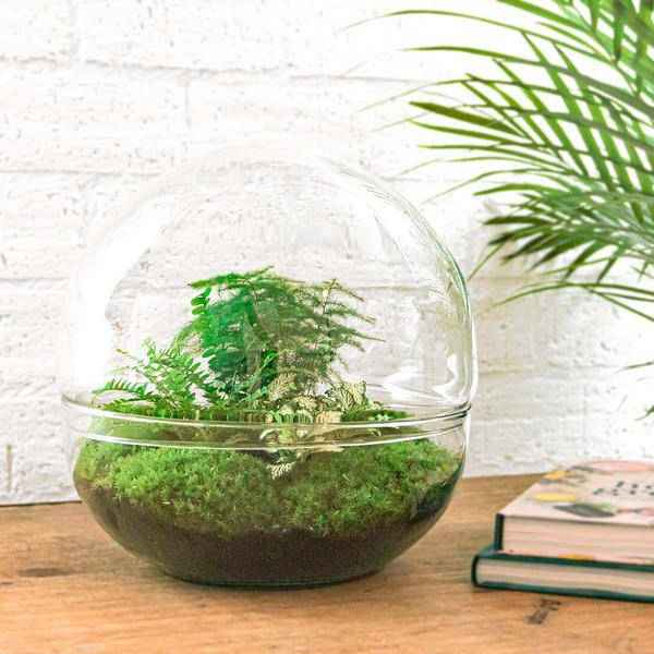 Image of Flaschengarten DIY Bausatz Terrarium Kuppel XL Ø30cm – pflegeleichter Flaschengarten im Glas, Pflanzen Terrarium für Wohnzimmer & Büro-1