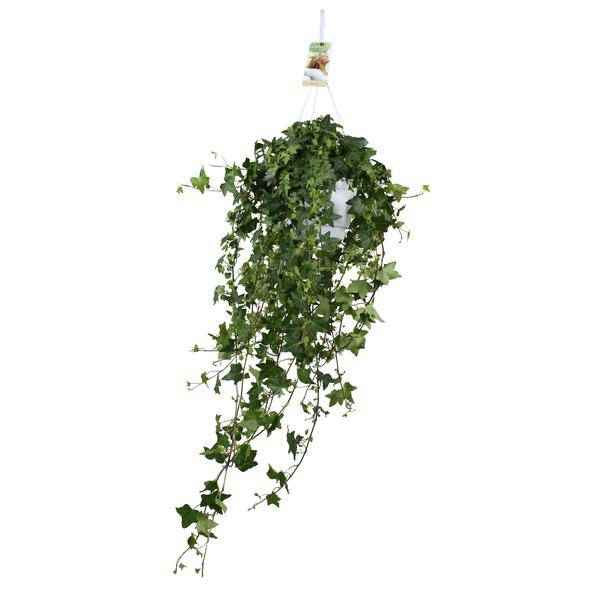 Image of Hedera Helix Pitsburg – Efeu Hängepflanze – Zimmerpflanze – Ø17cm – ca. 45cm hoch – pflegeleichte Grünpflanze für Zuhause und Büro-0