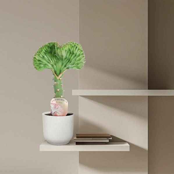 Image of Euphorbia lactea Cristata Grün – Korallen – Wolfsmilch – Zimmerpflanze – Höhe ca. 35cm – Ø12cm – Exotische Sukkulente in Korallenform-3