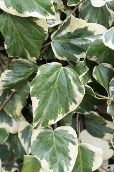 Image of Buntlaubiger Kaukasischer Efeu Hedera colchica 'Dentata Variegata' Kletterpflanze Ø15cm ↕65cm – winterharte Pflanze für Garten, Balkon, Terrasse-2