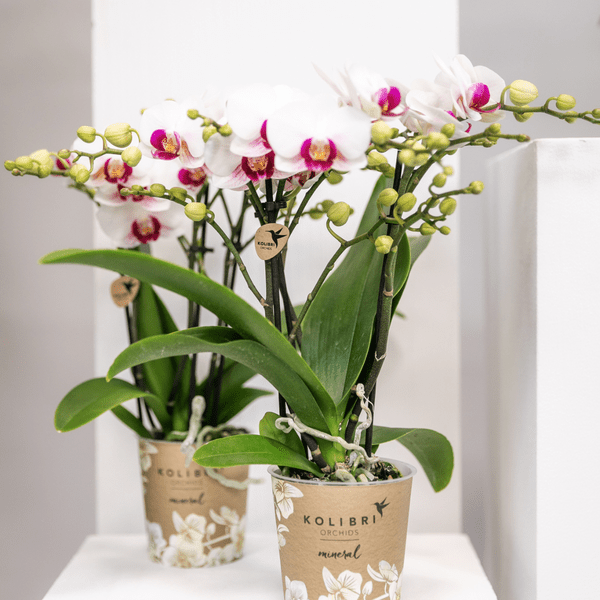 Image of Weiße Phalaenopsis – Orchidee ‘Mineral Gibraltar’ – Blühende Zimmerpflanze – Ø9cm – Topf – Elegante & langlebige Blüten-2