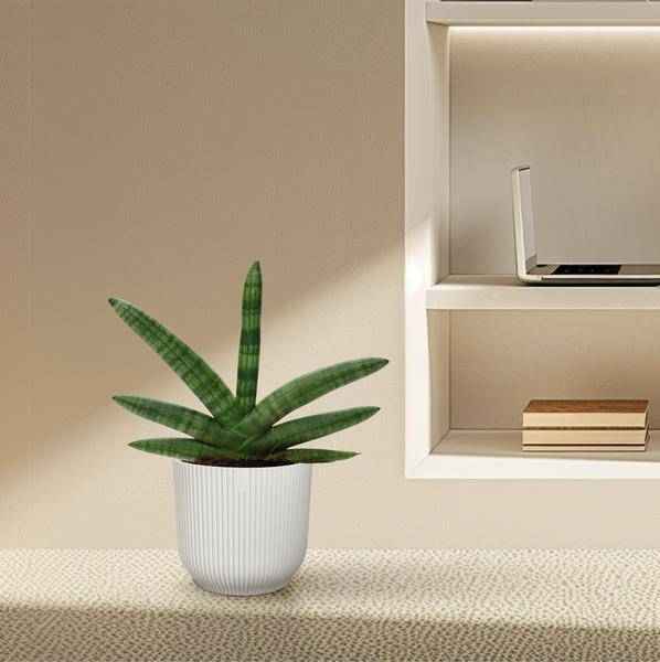Image of Sansevieria Skyline – Bogenhanf – Zimmerpflanze – Höhe ca. 25cm – Ø10,5cm – Pflegeleichte Grünpflanze für Innenräume
