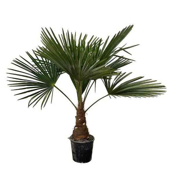 Image of Hanfpalme – Trachycarpus 100cm – Ø21cm – Immergrüne Palme mit fächerförmigen Blättern – Pflegeleicht-1