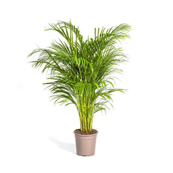 Image of Dypsis Areca Lutescens – Goldfruchtpalme – Zimmerpflanze Ø24cm ↕120-140cm – Tropisch & dekorativ – Federartige Blätter – Pflegeleicht