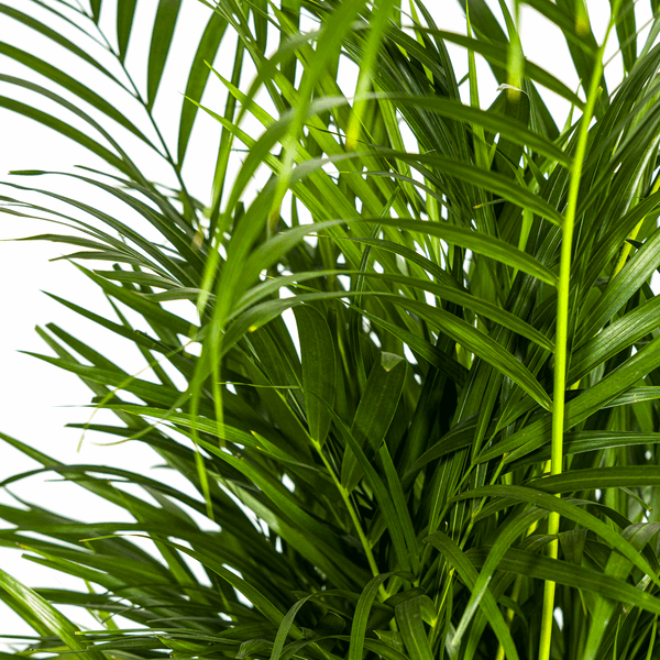 Image of Dypsis Areca Lutescens – Goldpalme Ø21cm – Höhe 100-120cm – Luftreinigende Zimmerpflanze mit federartigen Blättern – Tropische Areca-1