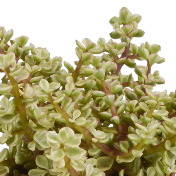 Image of Crassula Mix – Dickblatt 3 Pflanzen – Ø10,5cm Zimmerpflanzen im Terrakotta – Topf – Verschiedene Sukkulenten im mediterranen Tontopf-3