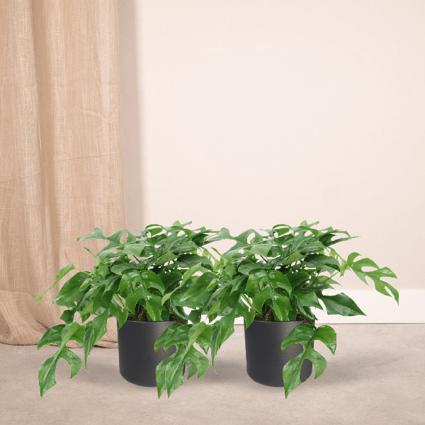 Image of Fensterblatt – Monstera Minima – Zimmerpflanze – Ø15cm – ca. 30cm hoch – 2 Pflanzen – tropische Kletter – und Dekopflanze für Zuhause & Büro-1