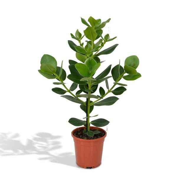 Image of Balsamapfel Clusia Rosea Princess Zimmerpflanze Ø17cm ↕60cm – pflegeleichte Grünpflanze für Wohnzimmer, Büro & helle Standorte kaufen-0