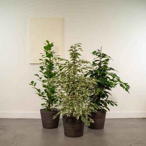 Image of Pflanzenset Ficus Benjamina Danielle + Twilight + Microcarpa Moclame – Zimmerpflanzen – je Ø21cm – ca. 95cm Höhe – Luftreinigende grüne Schönheiten für helle Innenräume-1