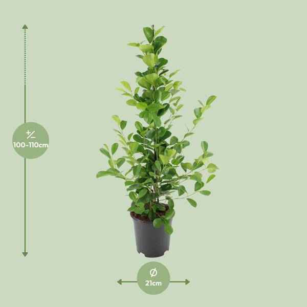 Image of Chinesische Feige – Ficus microcarpa Moclame – ca. 95-105cm hoch – Ø21cm – Zimmerpflanze-1