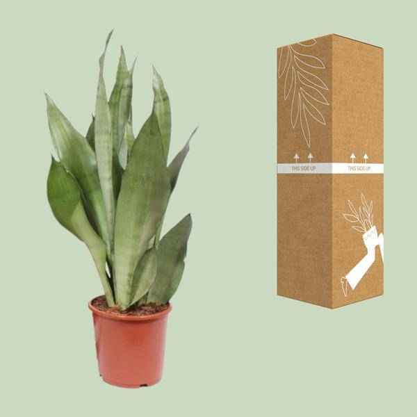 Image of Sansevieria Moonshine Bogenhanf 60cm 17cm Zimmerpflanze pflegeleicht sil Zimmerpflanze ↕60cm – pflegeleichte Grünpflanze für Wohnzimmer, Büro-2