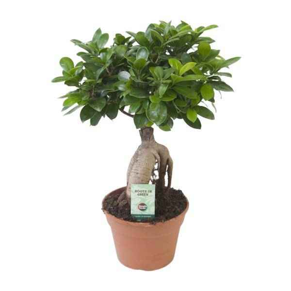 Image of Chinesische Feige Ficus Ginseng Zimmerpflanze Ø17cm ↕40cm – pflegeleichte Grünpflanze für Wohnzimmer, Büro & helle Standorte kaufen-0