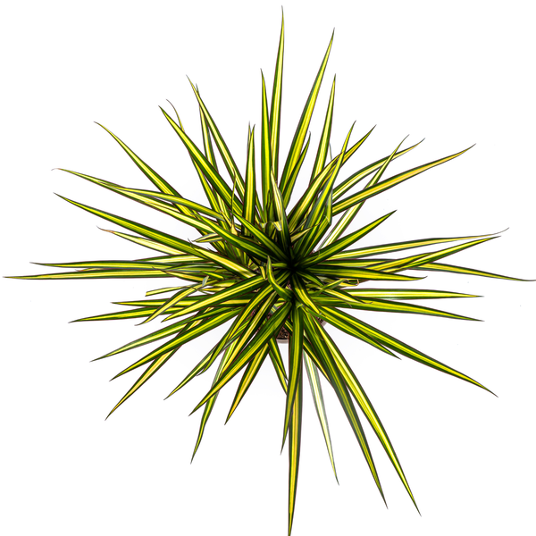 Image of Dracaena Marginata Sunray – Drachenbaum – Zimmerpflanze – Ø17cm – ↕60-80cm – Grüne & gelbe Blätter, pflegeleicht-1