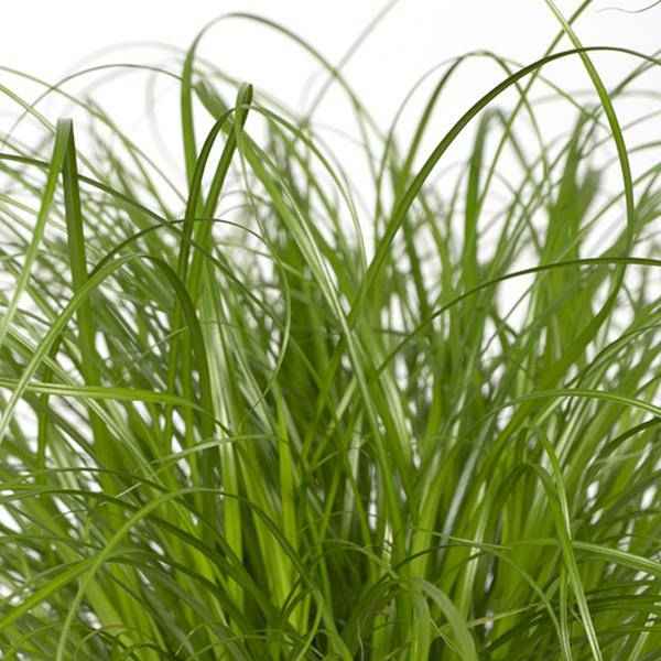 Image of Katzengras Cyperus alternifolius Zimmerpflanze Ø12cm ↕20cm – pflegeleichte Grünpflanze für Wohnzimmer, Büro & helle Standorte kaufen