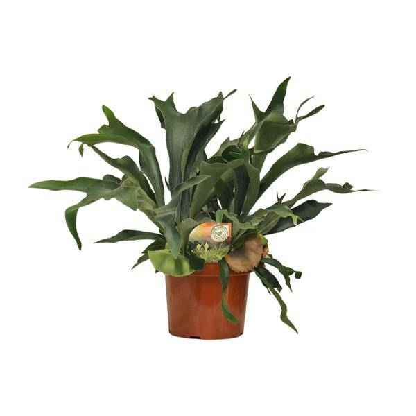 Image of Geweihfarn Platycerium bifurcatum Zimmerpflanze Ø26cm ↕80cm – pflegeleichte Grünpflanze für Wohnzimmer, Büro & helle Standorte kaufen-0