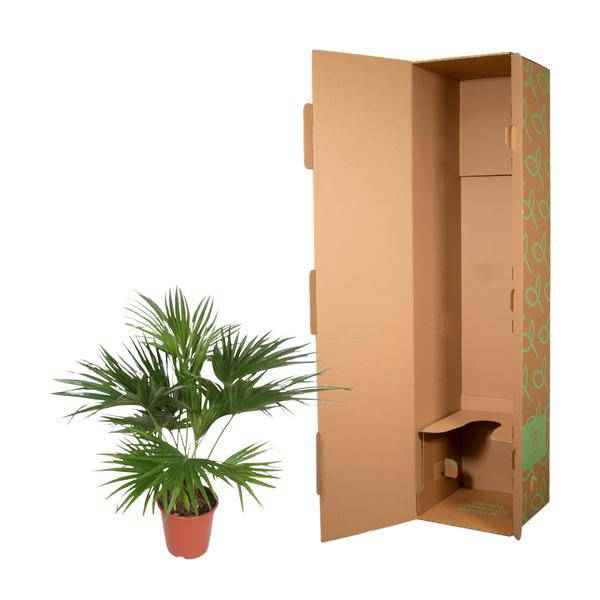Image of Chinesische Schirmpalme – Livistona Chinensis – Zimmerpflanze – 170cm – Ø27cm – pflegeleichte tropische Fächerpalme für Innen und Außen-2