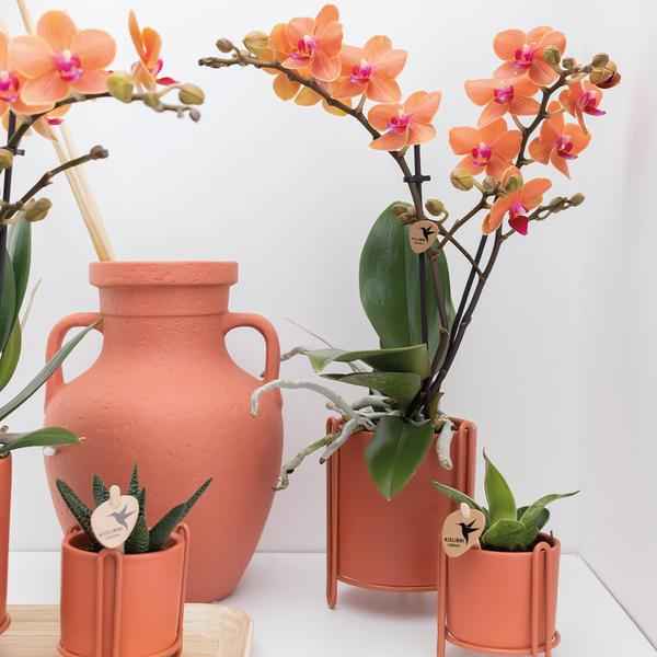 Image of Phalaenopsis Orchidee Zimmerpflanze Ø9cm – blühende Orchidee für Wohnzimmer, Büro & helle Standorte kaufen-4