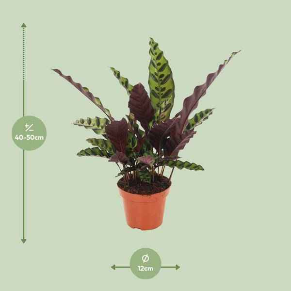 Image of Lanzenblättrige Korbmarante Calathea Insignis Zimmerpflanze Ø12cm ↕50cm – pflegeleichte Grünpflanze für Wohnzimmer, Büro & helle Standorte kaufen-1