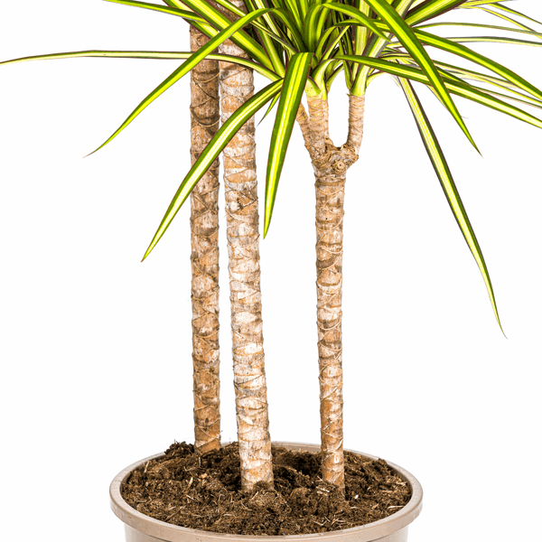 Image of Dracaena marginata Sunray – Drachenbaum – Zimmerpflanze – Ø24cm – ↕130-150cm – Tropische Pflanze für hellen Innenbereich