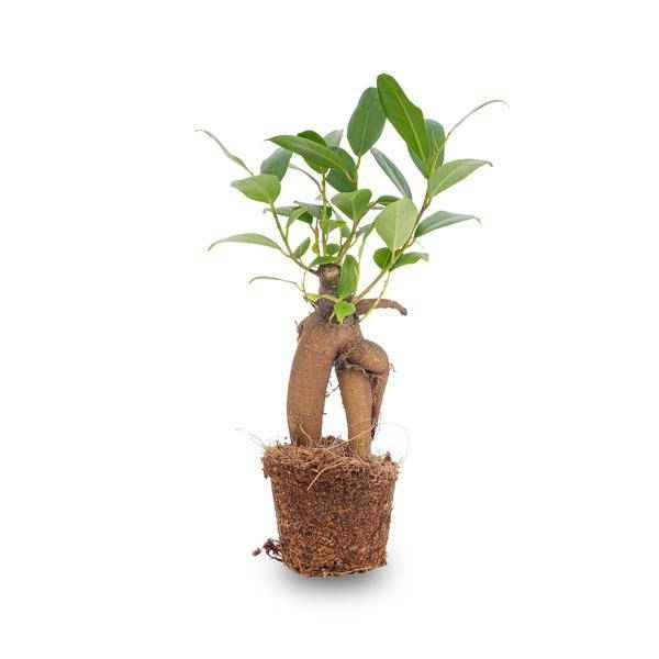 Image of Chinesische Feige Ficus Ginseng Bonsai Zimmerpflanze Ø6cm – pflegeleichte Grünpflanze für Wohnzimmer, Büro & helle Standorte kaufen