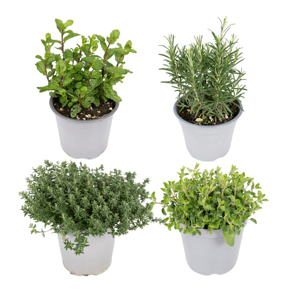 Image of Gartenkräutermischung Zimmerpflanze Ø14cm – pflegeleichte Grünpflanze für Wohnzimmer, Büro & helle Standorte kaufen