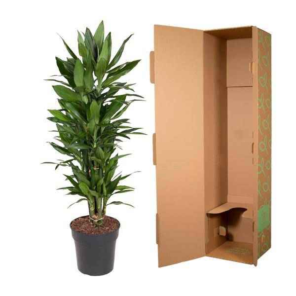 Image of Drachenbaum – Dracaena Janet Lind 110cm – Ø27cm – Elegante Zimmerpflanze mit glänzend dunkelgrünen Blättern-2
