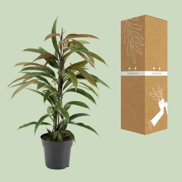 Image of Gummibaum Ficus Binnendijkii Amstel King Zimmerpflanze Ø17cm ↕70cm – pflegeleichte Grünpflanze für Wohnzimmer, Büro & helle Standorte kaufen-2