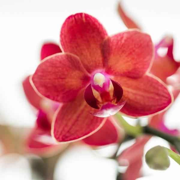 Image of Phalaenopsis Orchidee Rot Zimmerpflanze Ø9cm ↕40cm – blühende Orchidee für Wohnzimmer, Büro & helle Standorte kaufen-2