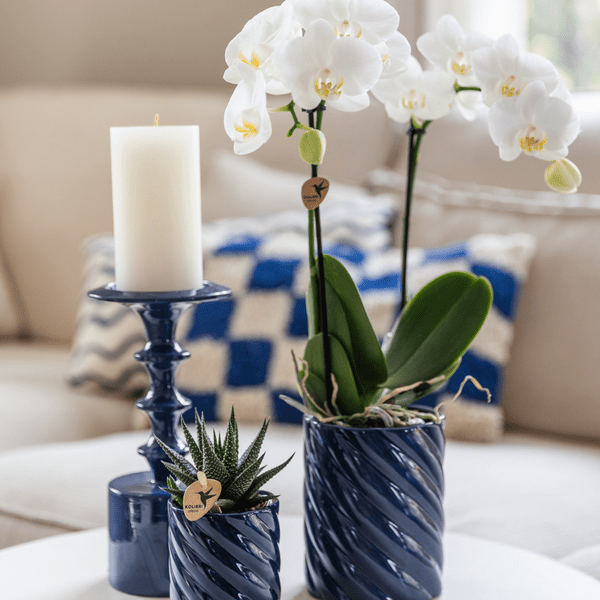 Image of Amabilis Orchidee Weiß & Sukkulente Haworthia – Zimmerpflanzen Set – Candy Dekotöpfe Blau Ø9cm & Ø6cm – Pflanzenset für Wohnzimmer & Geschenkidee