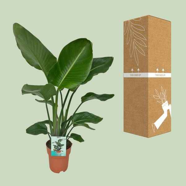 Image of Strelitzia Nicolai Zimmerpflanze Ø19cm ↕90cm – tropische Grünpflanze für Wohnzimmer, Büro & helle Standorte kaufen