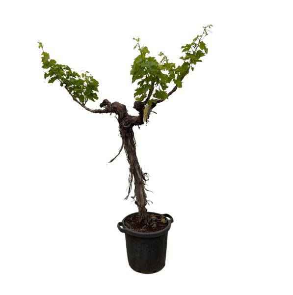 Image of Weintraube Vitis Vinifera Zimmerpflanze Ø55cm ↕220cm – pflegeleichte Grünpflanze für Wohnzimmer, Büro & helle Standorte kaufen