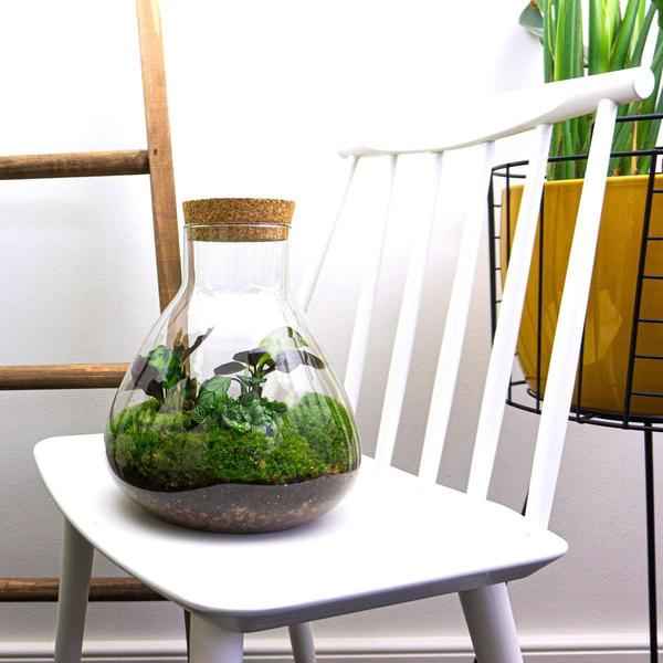 Image of Flaschengarten ↕27cm – pflegeleichter Flaschengarten im Glas, Pflanzen Terrarium für Wohnzimmer & Büro