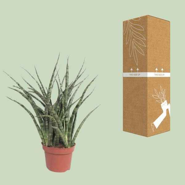 Image of Bogenhanf – Sansevieria Fernwood Punk – Zimmerpflanze – Ø12cm – ↕35cm – immergrüne Sukkulente-2