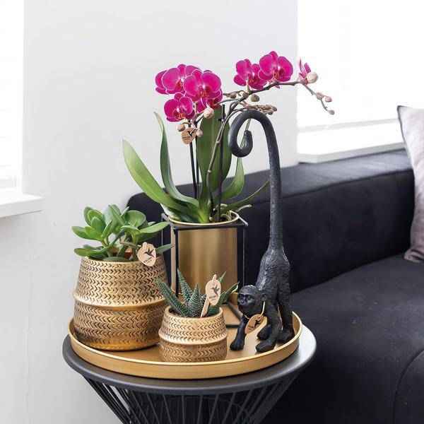 Image of Phalaenopsis Orchideen Zimmerpflanze Ø9cm – blühende Orchidee für Wohnzimmer, Büro & helle Standorte kaufen