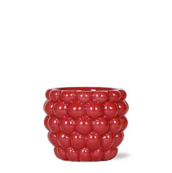 Image of Beeren – Topf Zimmerpflanze Ø9cm – pflegeleichte Grünpflanze für Wohnzimmer, Büro & helle Standorte kaufen-0