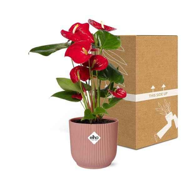 Image of Flamingoblume Anthurium Rot Zimmerpflanze Ø14cm – pflegeleichte Grünpflanze für Wohnzimmer, Büro & helle Standorte kaufen